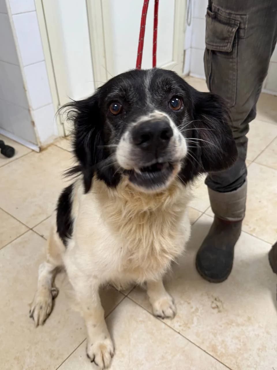 ALARICO,  3yo Mixed Breed for adoption at La Fattoria di Tobia, San Cesareo (RM)