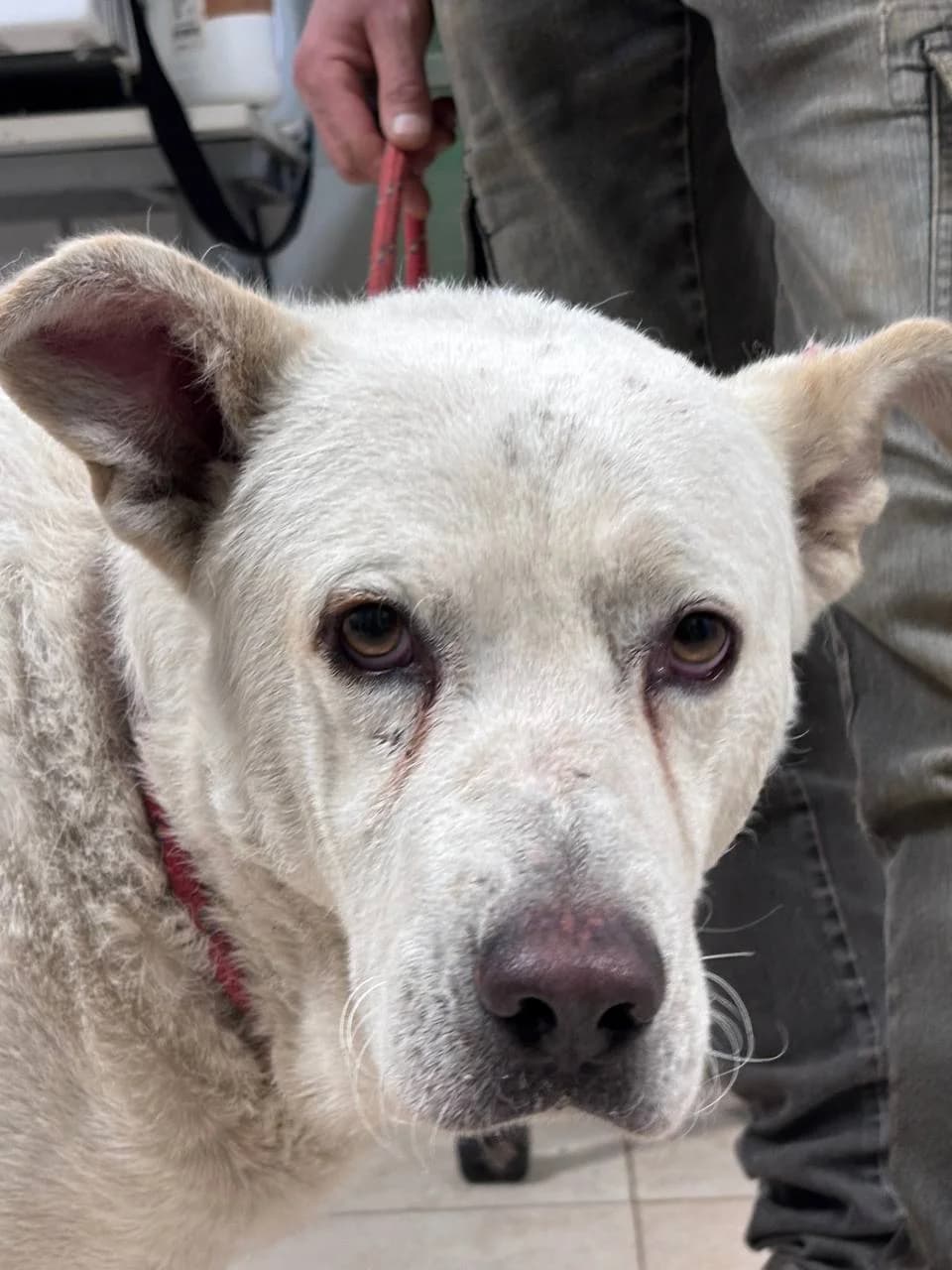 ALBEDO, Mixed Breed (La Fattoria di Tobia)