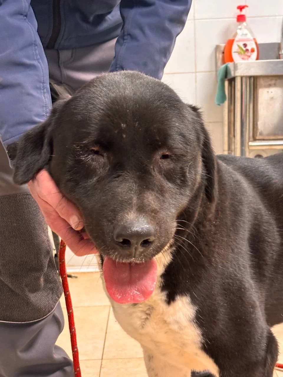 ASYA, Mixed Breed (La Fattoria di Tobia)