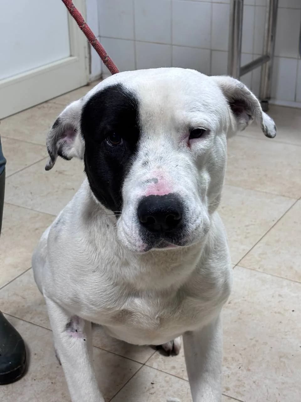 BAYREN, Mixed Breed (La Fattoria di Tobia)