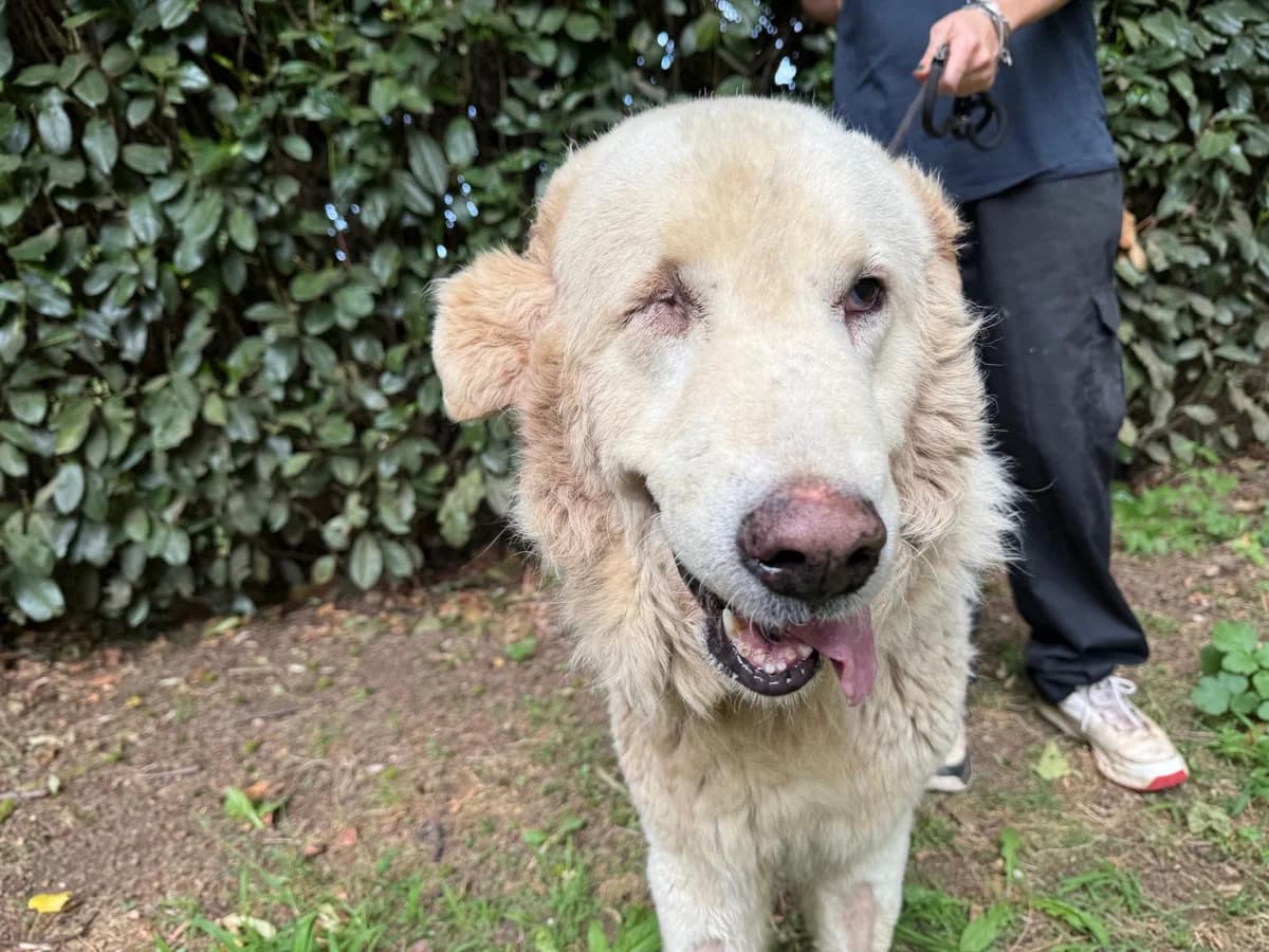 CAELUN,  senior Mixed Breed for adoption at La Fattoria di Tobia, San Cesareo (RM)
