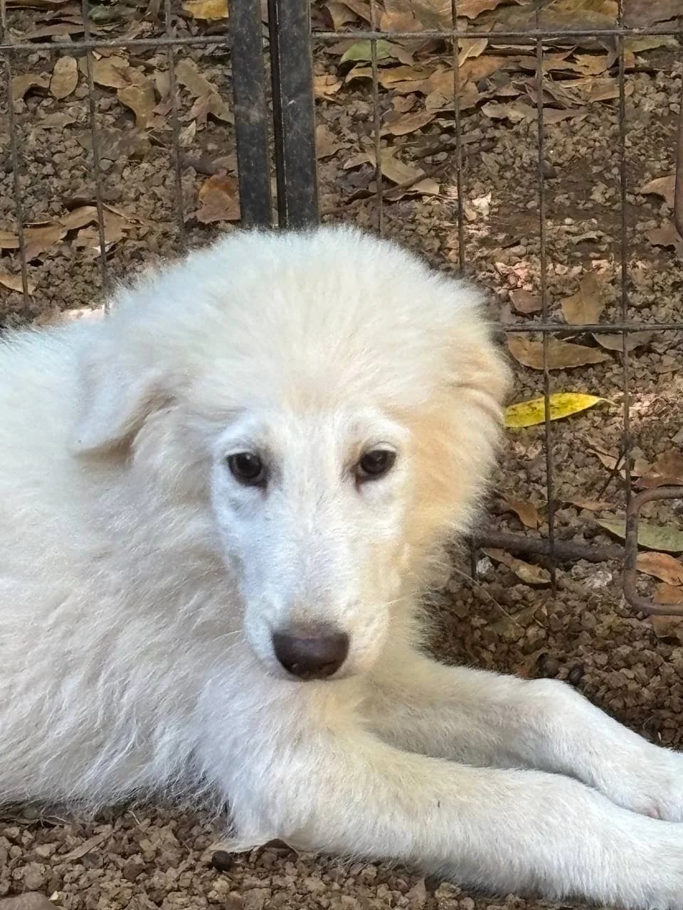 CEDRO,  young Mixed Breed for adoption at La Fattoria di Tobia, San Cesareo (RM)