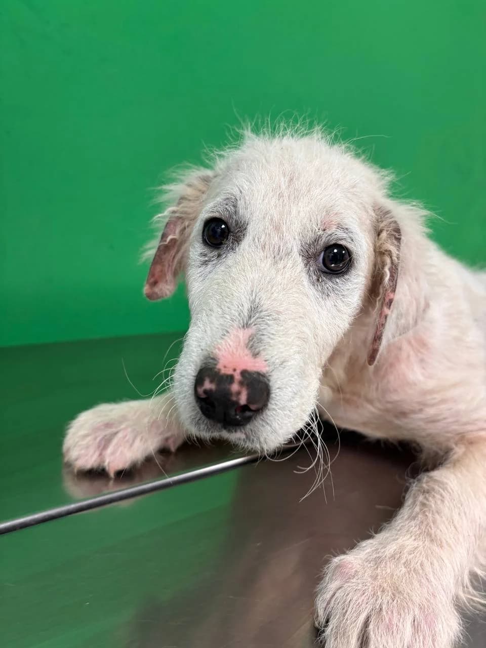 CINDRA, puppy Mixed Breed for adoption at La Fattoria di Tobia, San Cesareo (RM)