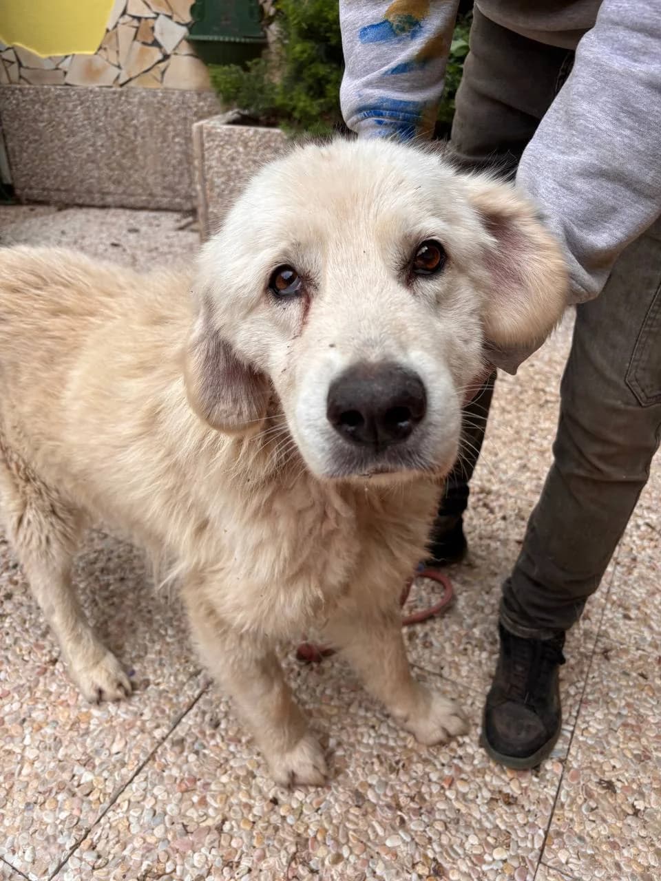 CORDAY, senior Mixed Breed for adoption at La Fattoria di Tobia, San Cesareo (RM)