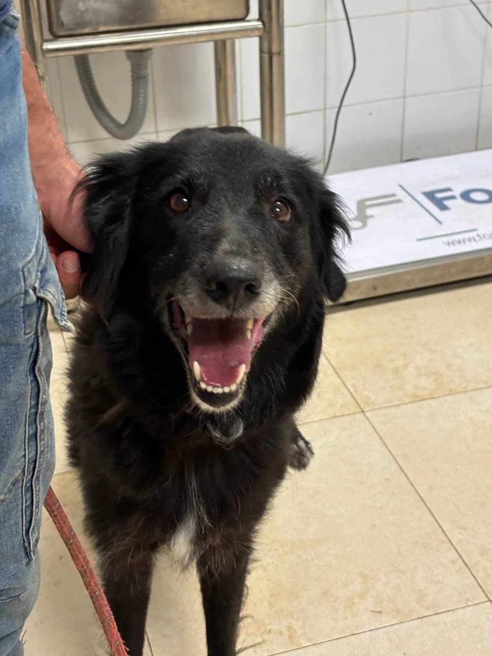 CORVINA, 4yo Mixed Breed for adoption at La Fattoria di Tobia, San Cesareo (RM)