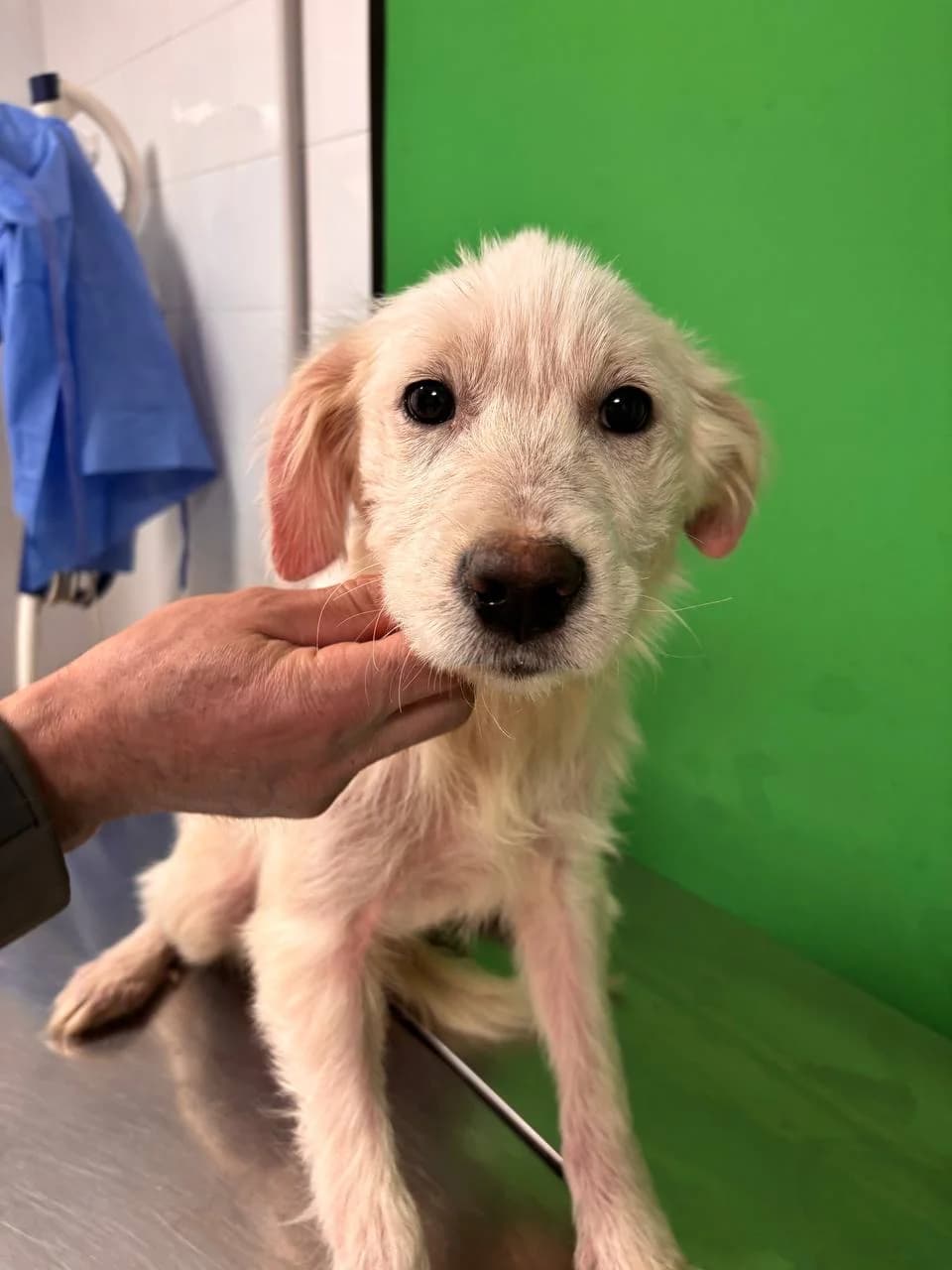 CORYA, puppy Mixed Breed for adoption at La Fattoria di Tobia, San Cesareo (RM)