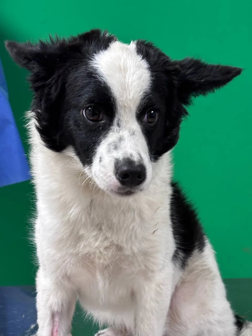 CRIX (LEISHMANIA CENTER), Mixed Breed (La Fattoria di Tobia)