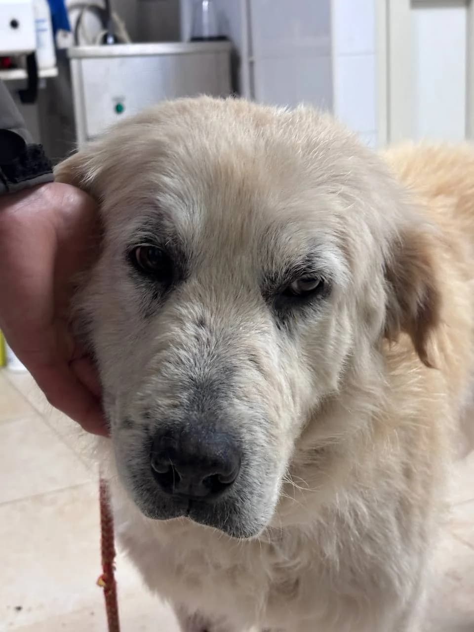 CROXAN (LEISHMANIA CENTER),  7yo Mixed Breed for adoption at La Fattoria di Tobia, San Cesareo (RM)