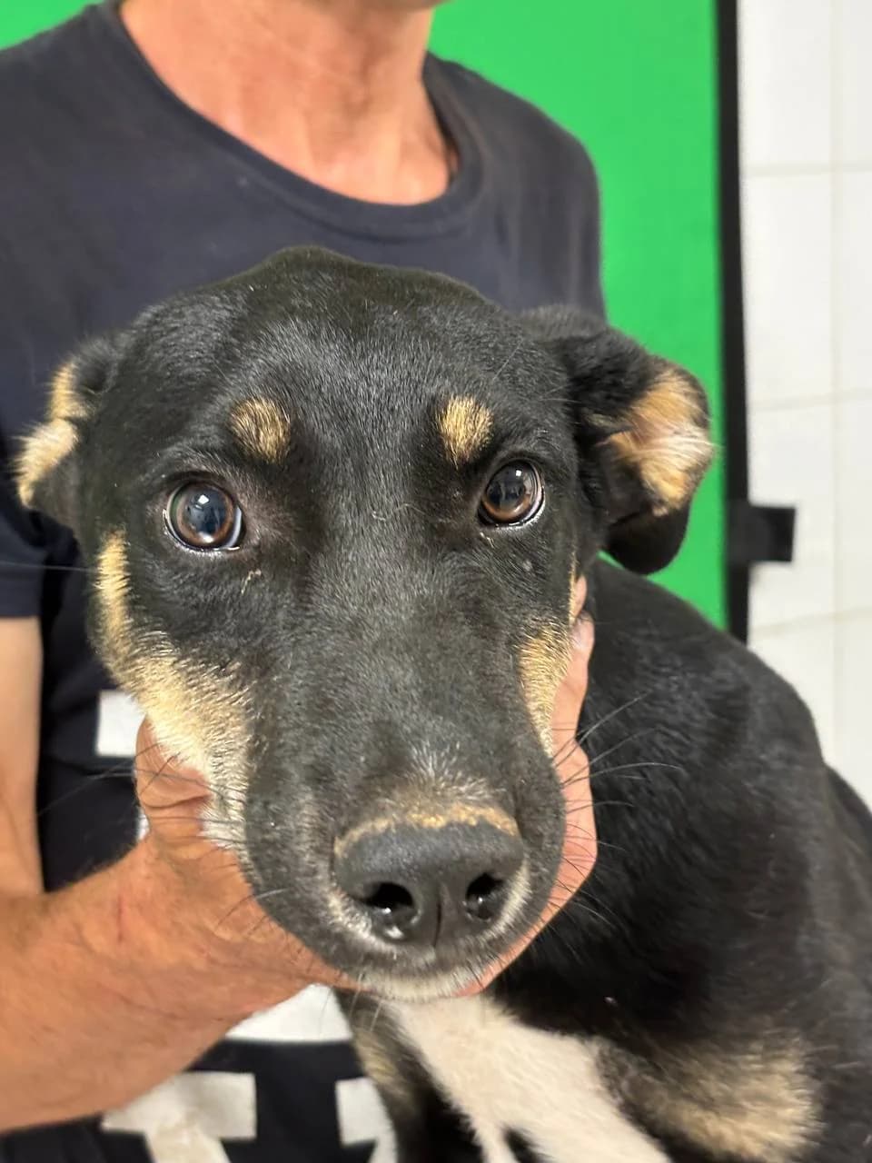DAMIANA,  young Mixed Breed for adoption at La Fattoria di Tobia, San Cesareo (RM)