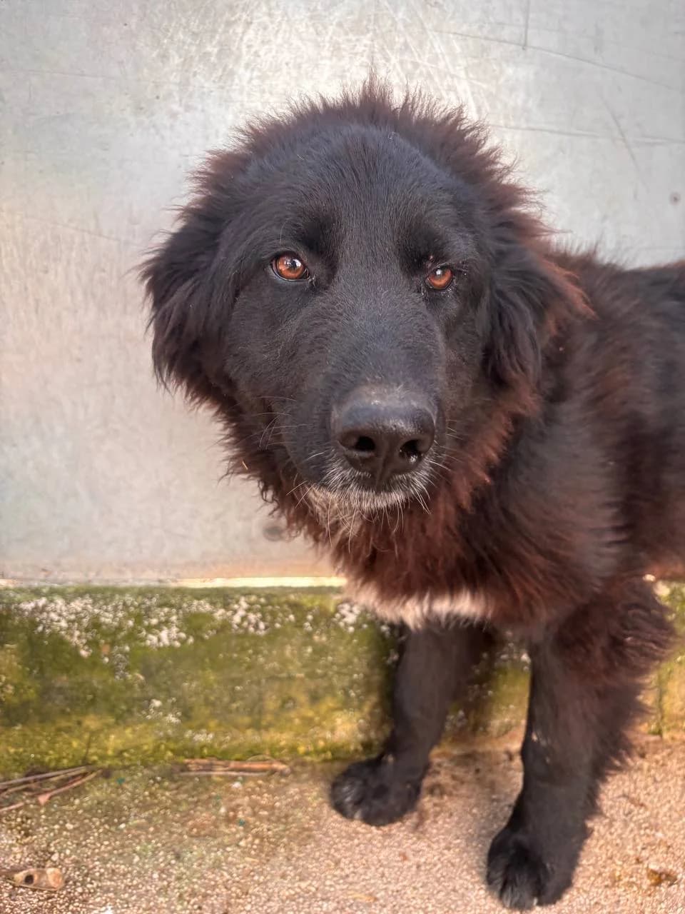 DAVERIK, puppy Mixed Breed for adoption at La Fattoria di Tobia, San Cesareo (RM)