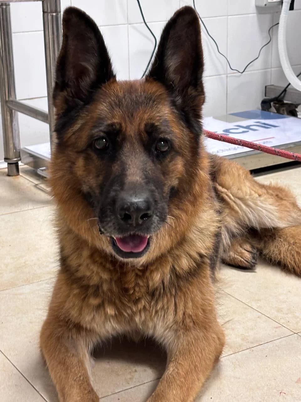 DIANTHA (LEISHMANIA CENTER),  senior Mixed Breed for adoption at La Fattoria di Tobia, San Cesareo (RM)