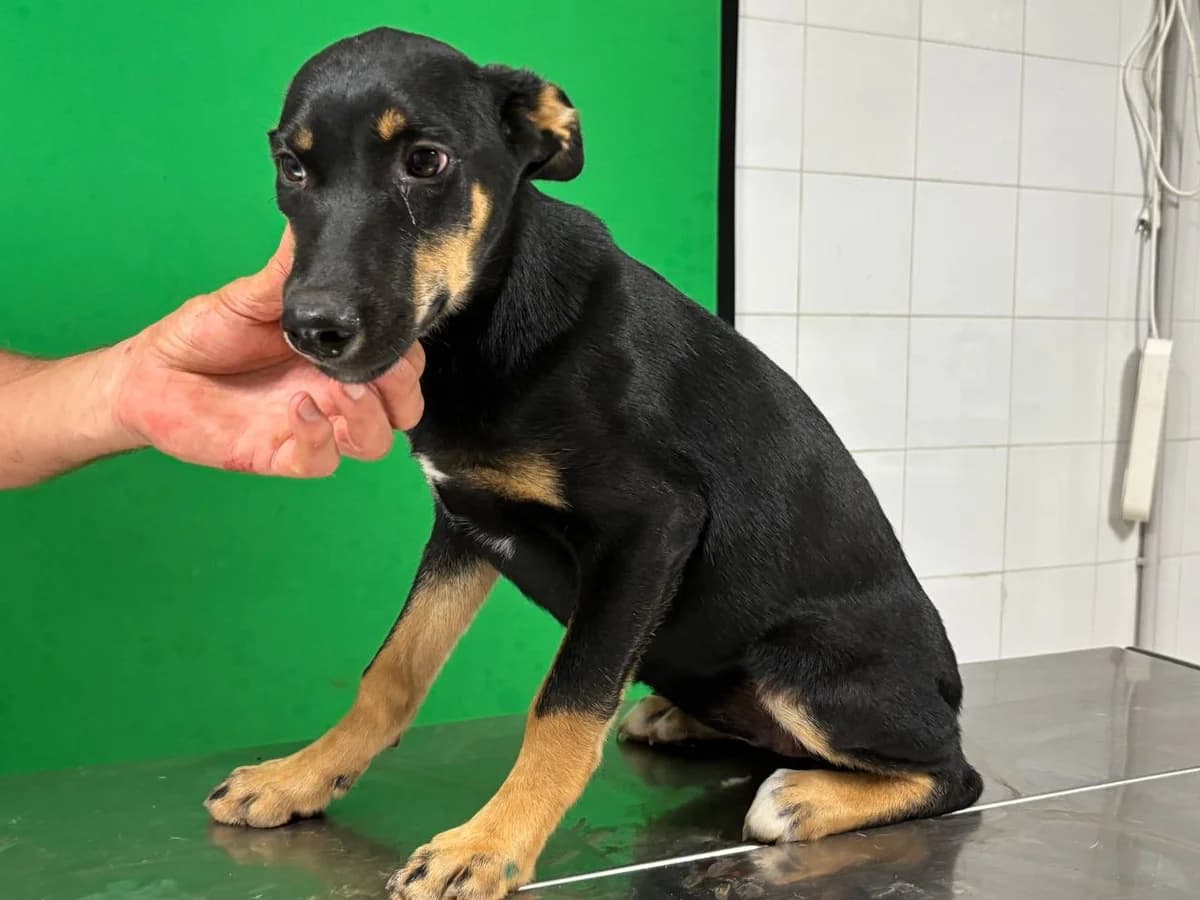 DOMITIA,  young Mixed Breed for adoption at La Fattoria di Tobia, San Cesareo (RM)