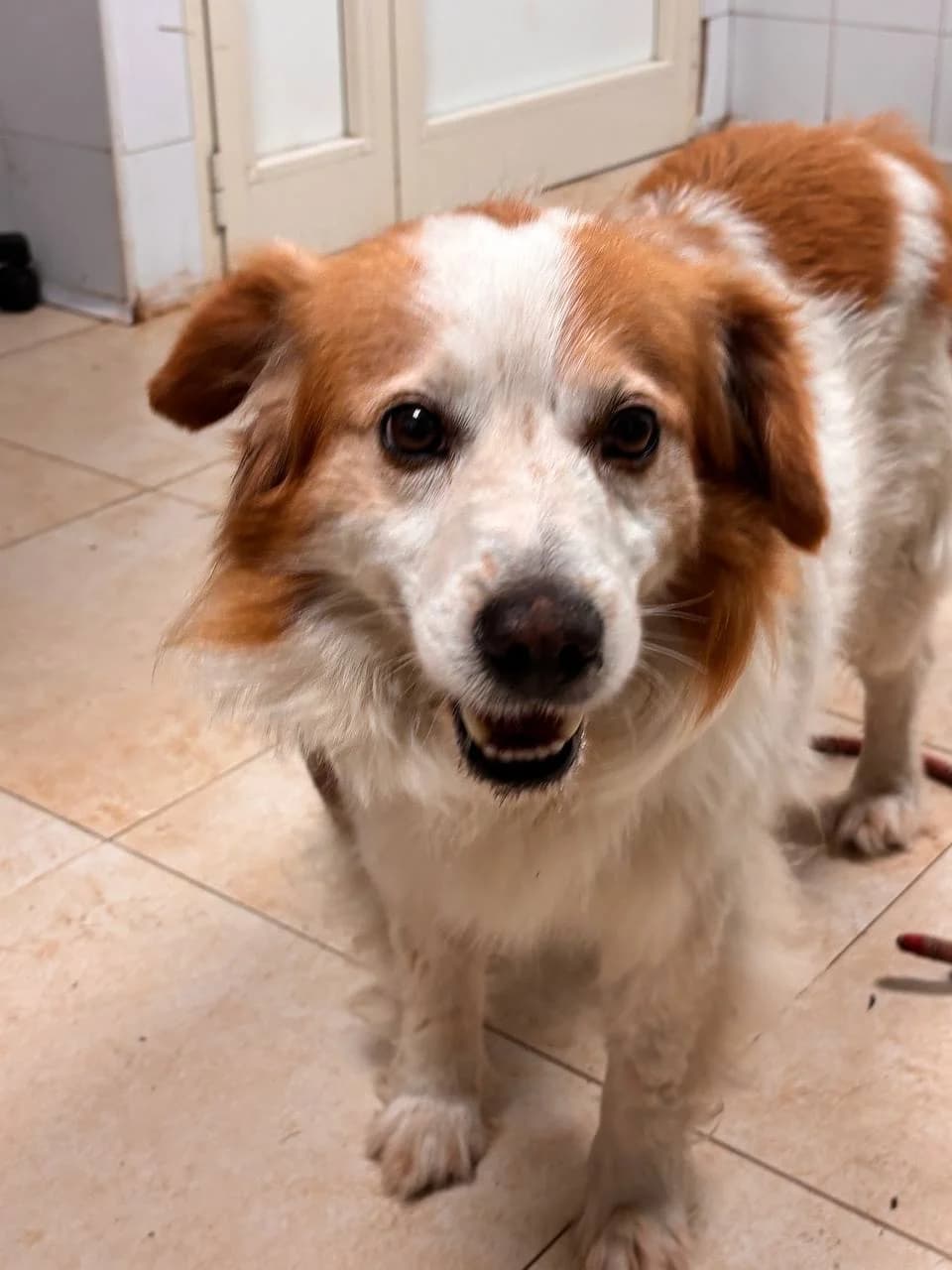 DRAENOR,  5yo Mixed Breed for adoption at La Fattoria di Tobia, San Cesareo (RM)