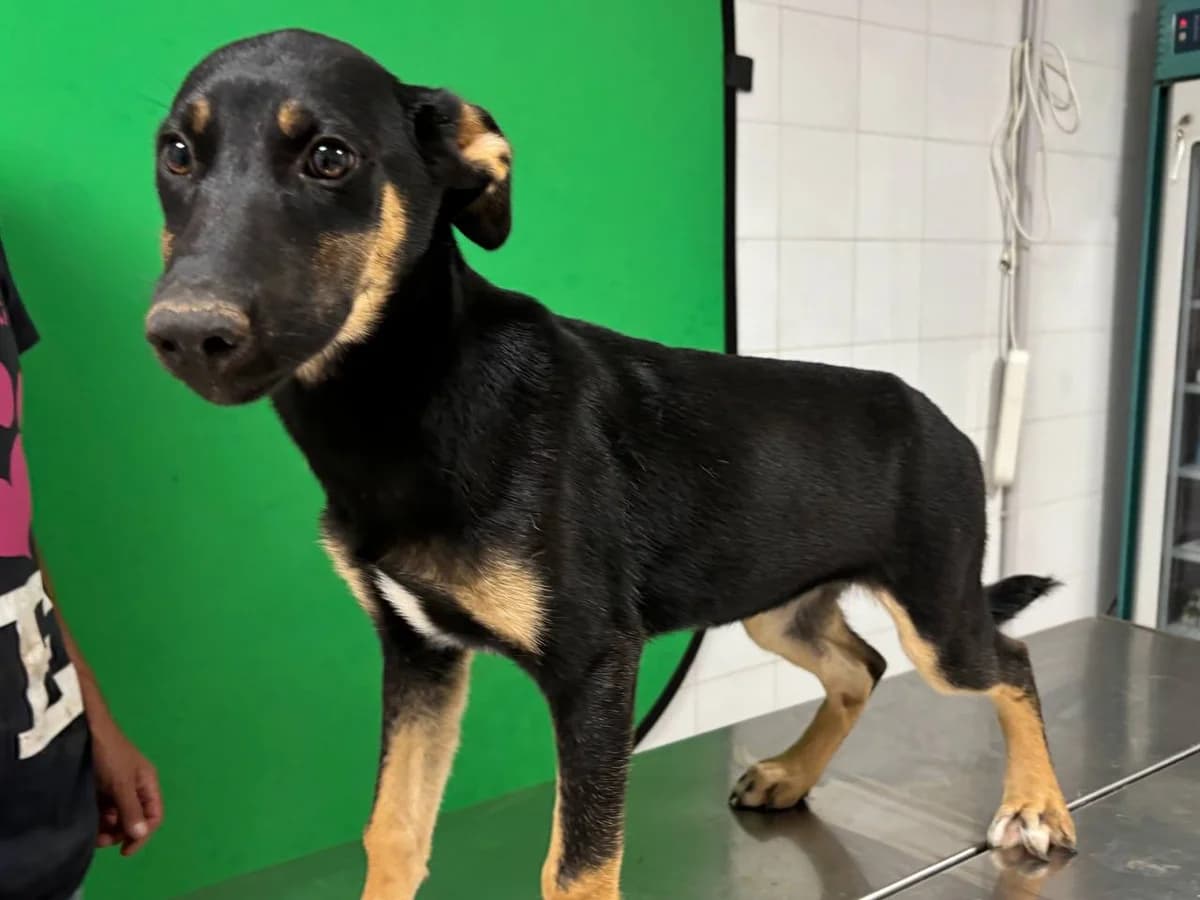 DRIFA,  young Mixed Breed for adoption at La Fattoria di Tobia, San Cesareo (RM)