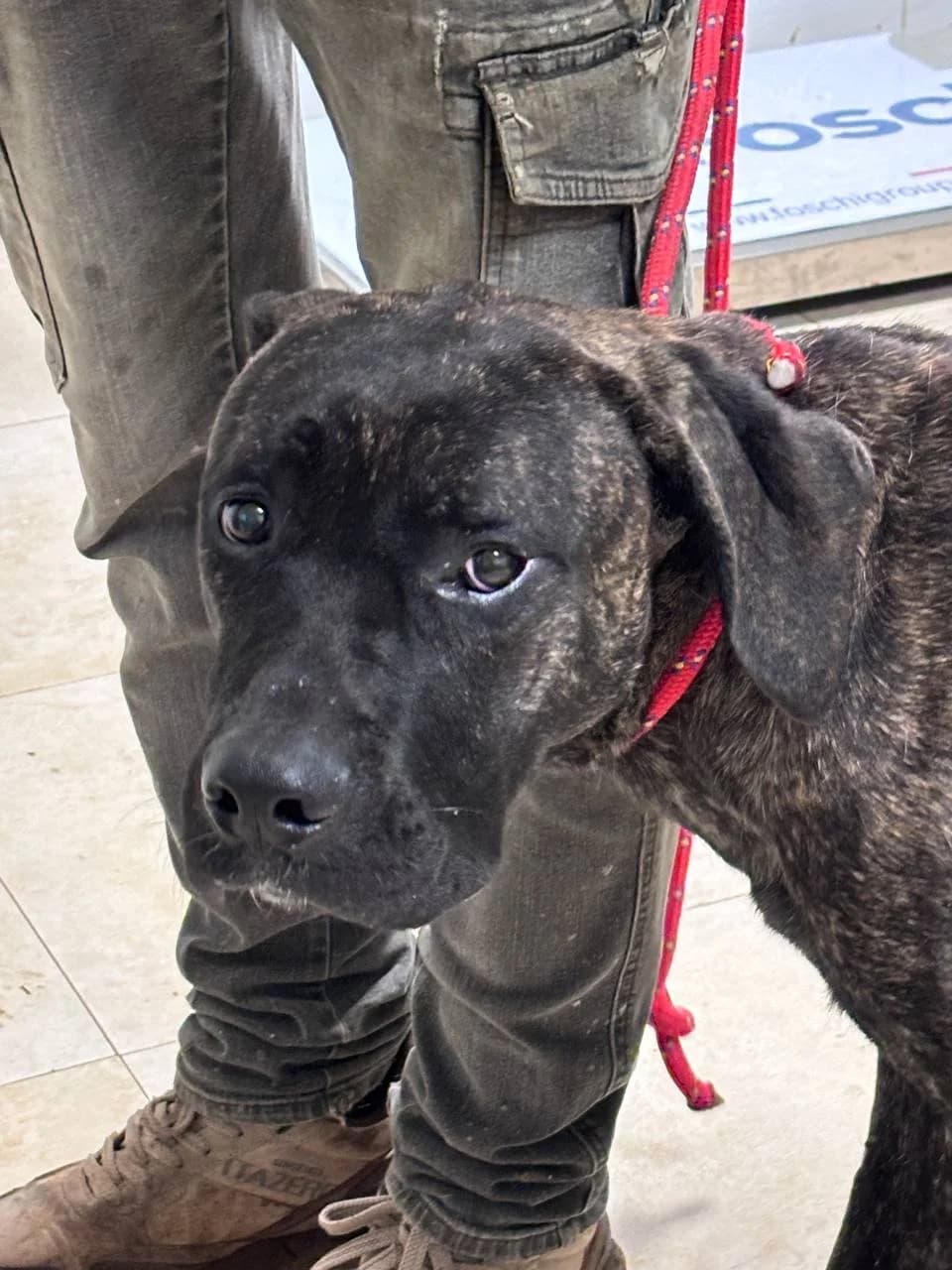 DUNSTAN,  young Mixed Breed for adoption at La Fattoria di Tobia, San Cesareo (RM)