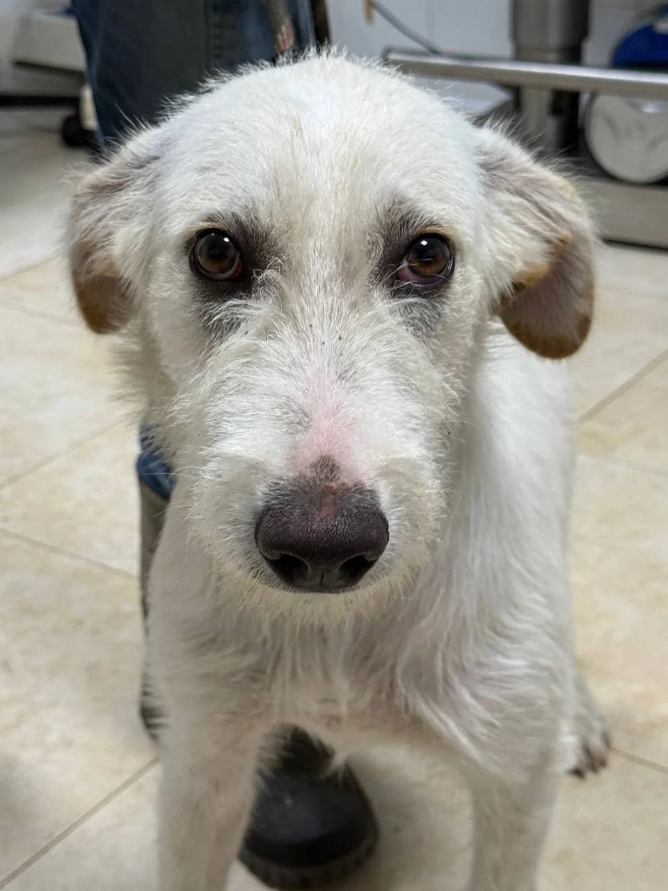 FELDOR,  young Mixed Breed for adoption at La Fattoria di Tobia, San Cesareo (RM)