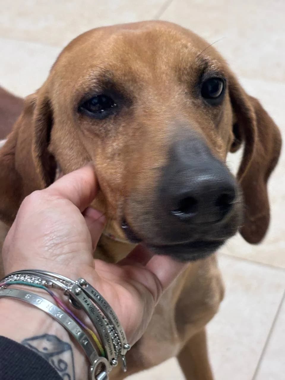 GALVION (LEISHMANIA CENTER),  4yo Mixed Breed for adoption at La Fattoria di Tobia, San Cesareo (RM)