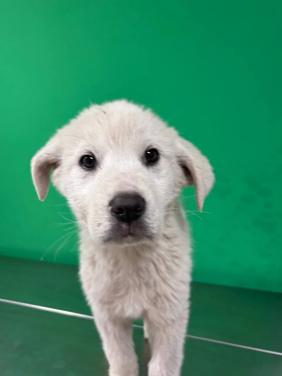 HARLAN, puppy Mixed Breed for adoption at La Fattoria di Tobia, San Cesareo (RM)