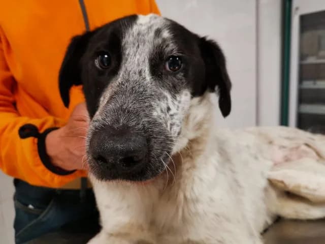 HASSO,  senior Mixed Breed for adoption at La Fattoria di Tobia, San Cesareo (RM)