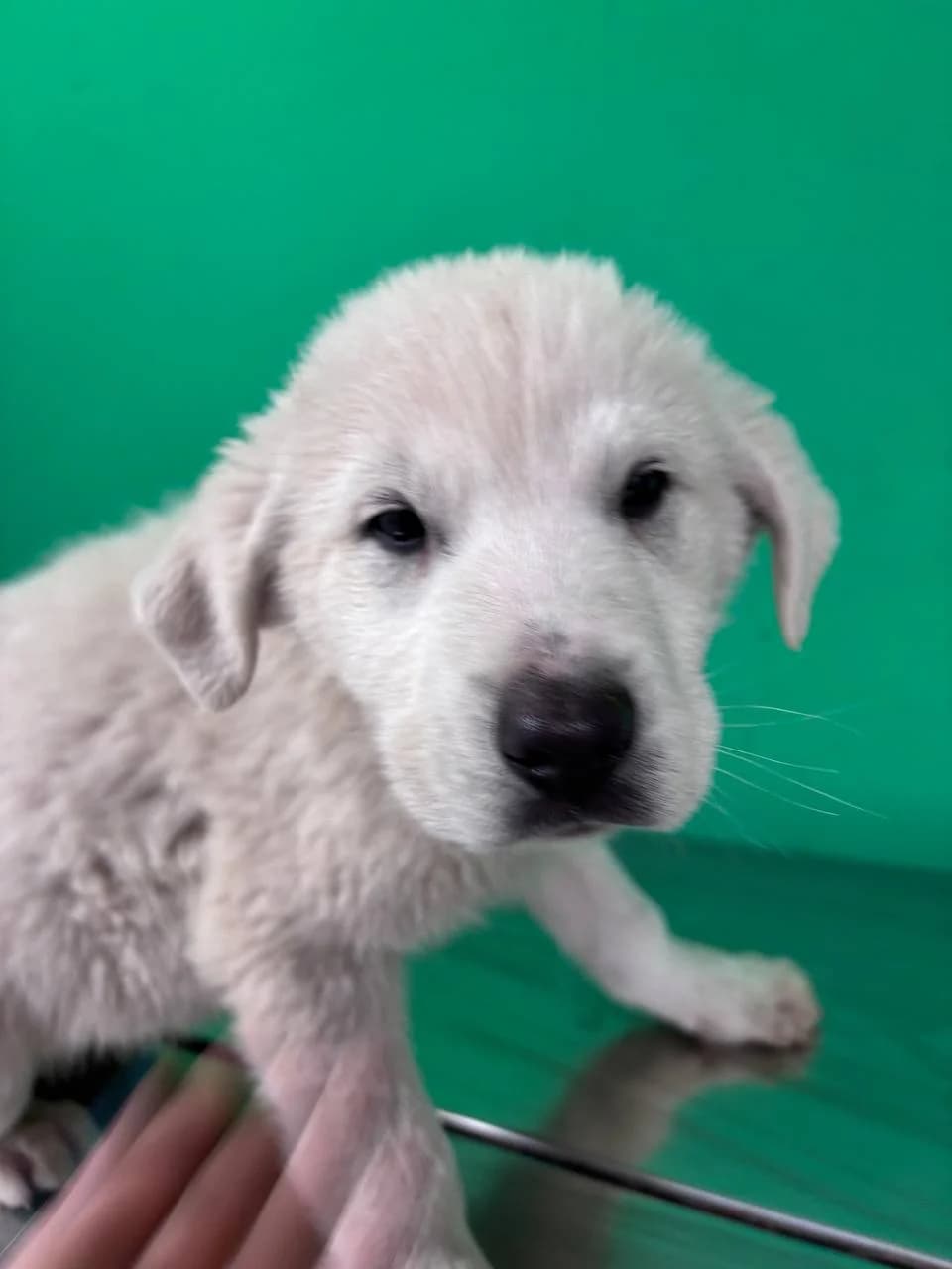 HECTORIN, puppy Mixed Breed for adoption at La Fattoria di Tobia, San Cesareo (RM)