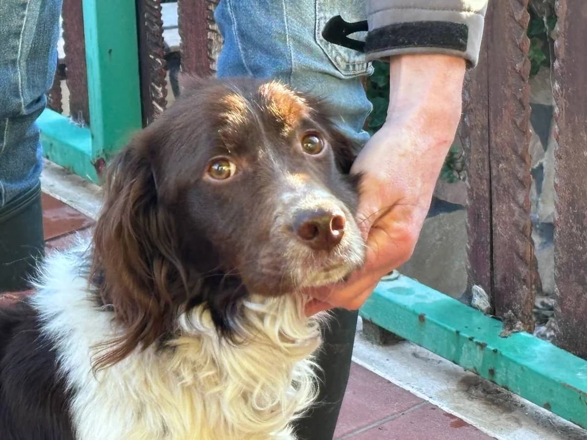 HOPI,  young Mixed Breed for adoption at La Fattoria di Tobia, San Cesareo (RM)