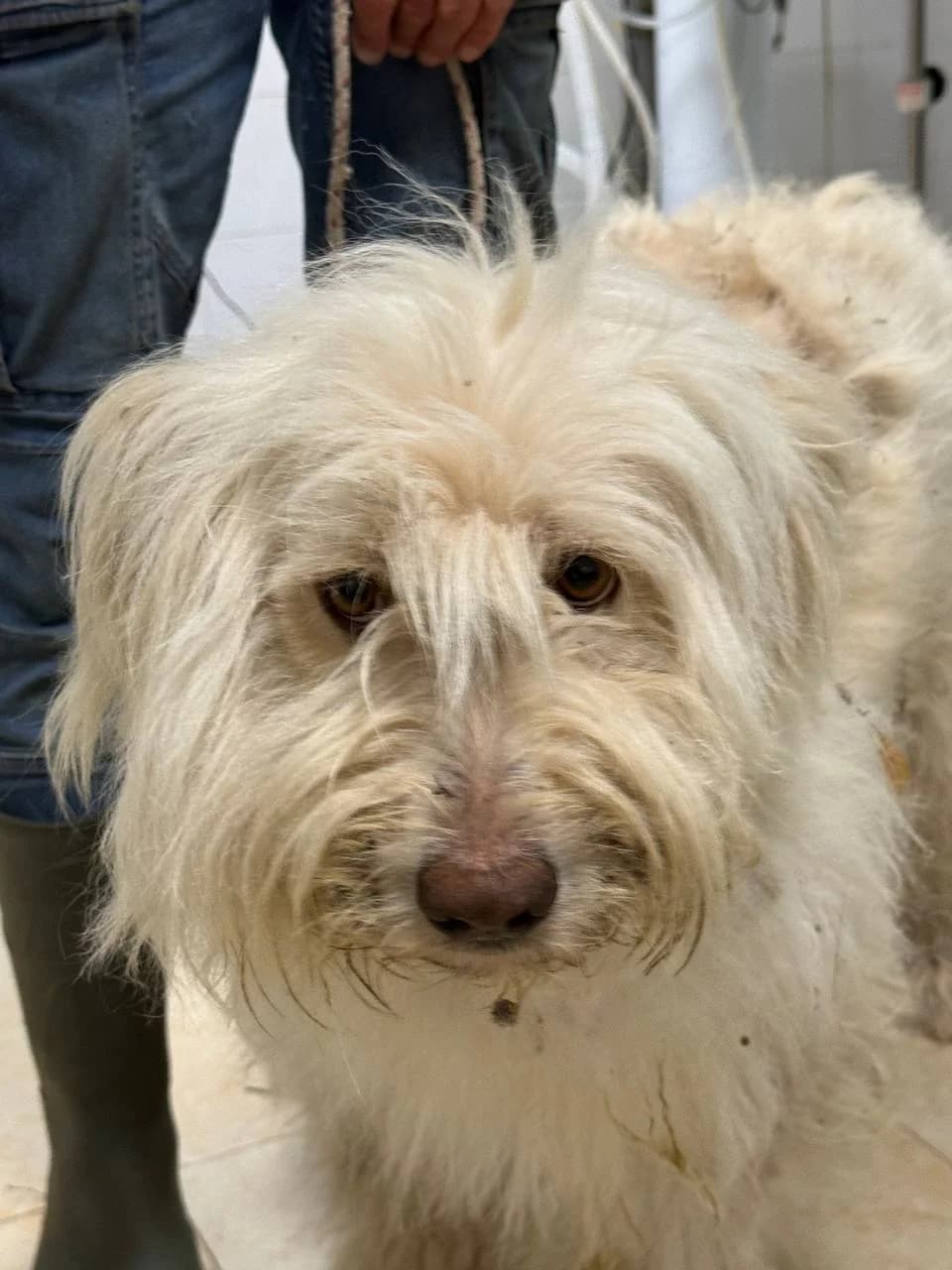 IRIA,  3yo Mixed Breed for adoption at La Fattoria di Tobia, San Cesareo (RM)
