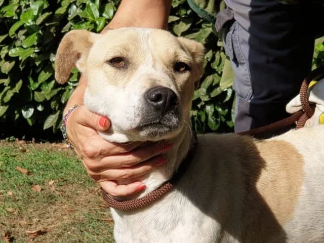 IVETTA,  senior Mixed Breed for adoption at La Fattoria di Tobia, San Cesareo (RM)