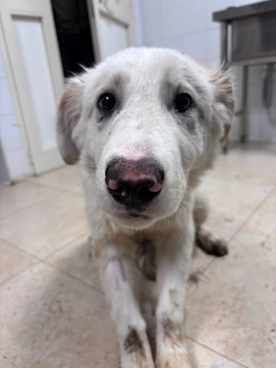 KERION, Mixed Breed (La Fattoria di Tobia)