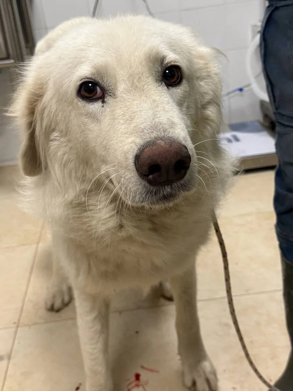 KIKIOLA,  young Mixed Breed for adoption at La Fattoria di Tobia, San Cesareo (RM)