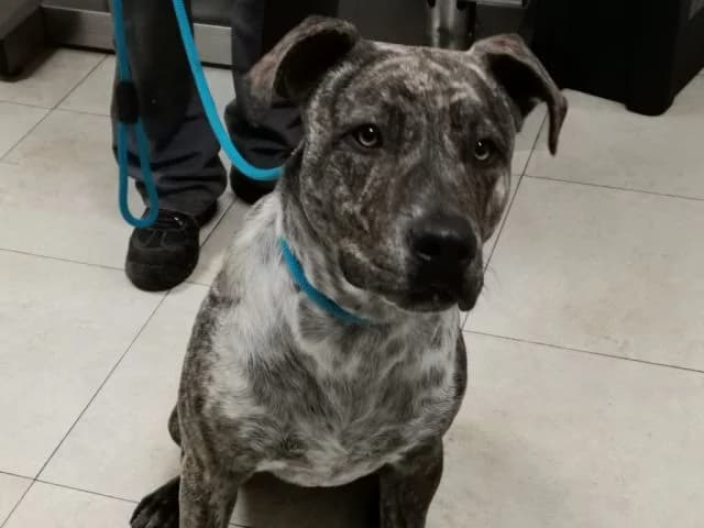 LEONZ,  7yo Mixed Breed for adoption at La Fattoria di Tobia, San Cesareo (RM)