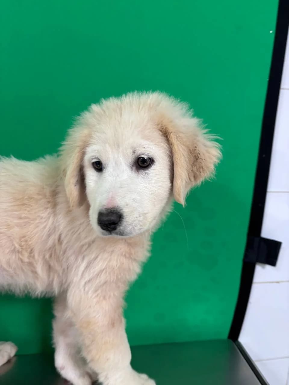 MELOCH, puppy Mixed Breed for adoption at La Fattoria di Tobia, San Cesareo (RM)