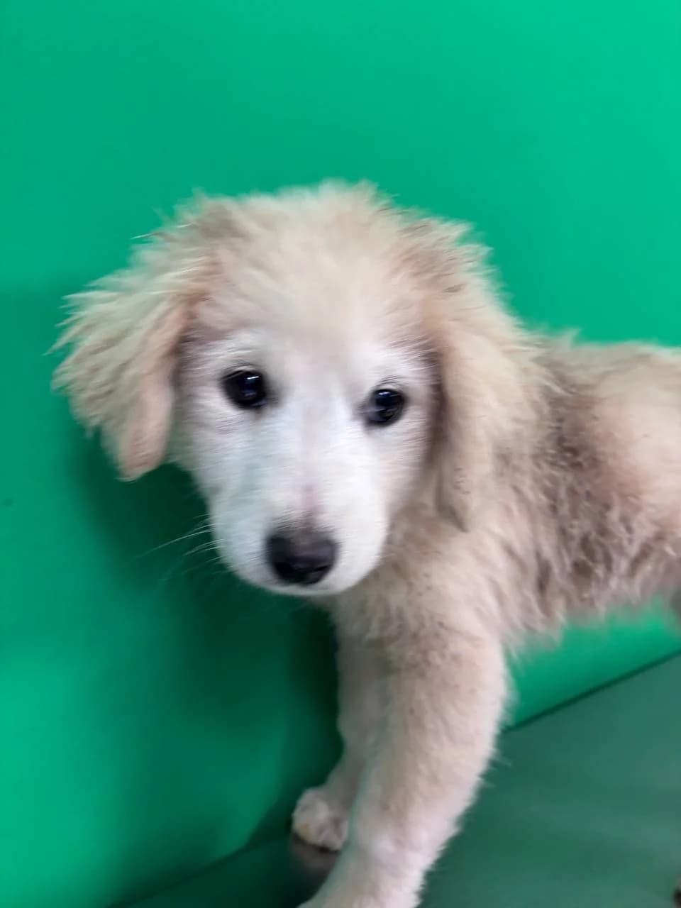 MELUE, puppy Mixed Breed for adoption at La Fattoria di Tobia, San Cesareo (RM)