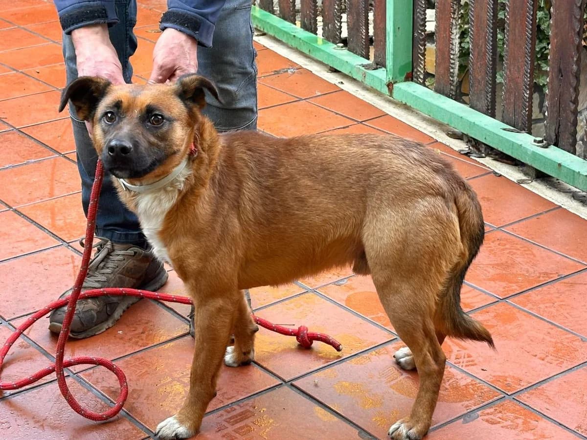 MIKUO, Mixed Breed (La Fattoria di Tobia)
