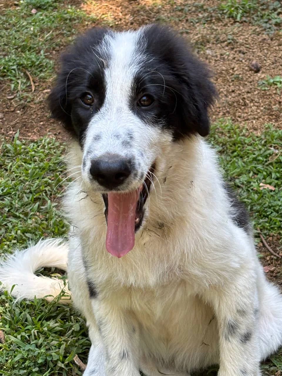 LAMBERTINO,  young Mixed Breed for adoption at La Fattoria di Tobia, San Cesareo (RM)
