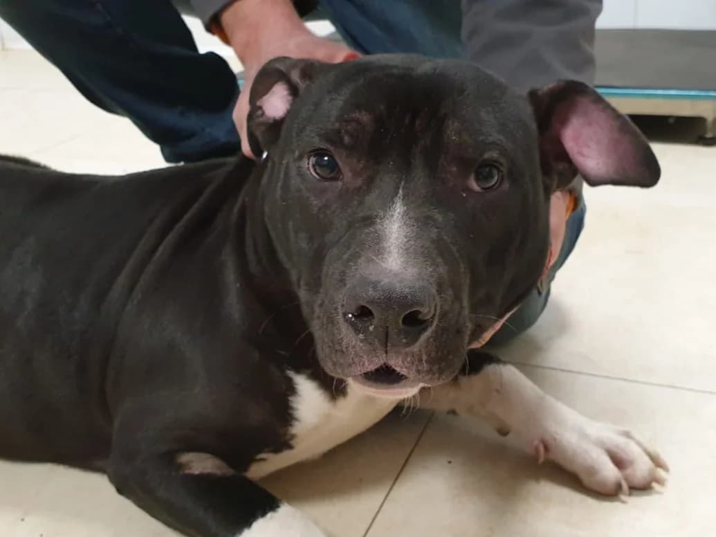 MOMO,  7yo Mixed Breed for adoption at La Fattoria di Tobia, San Cesareo (RM)