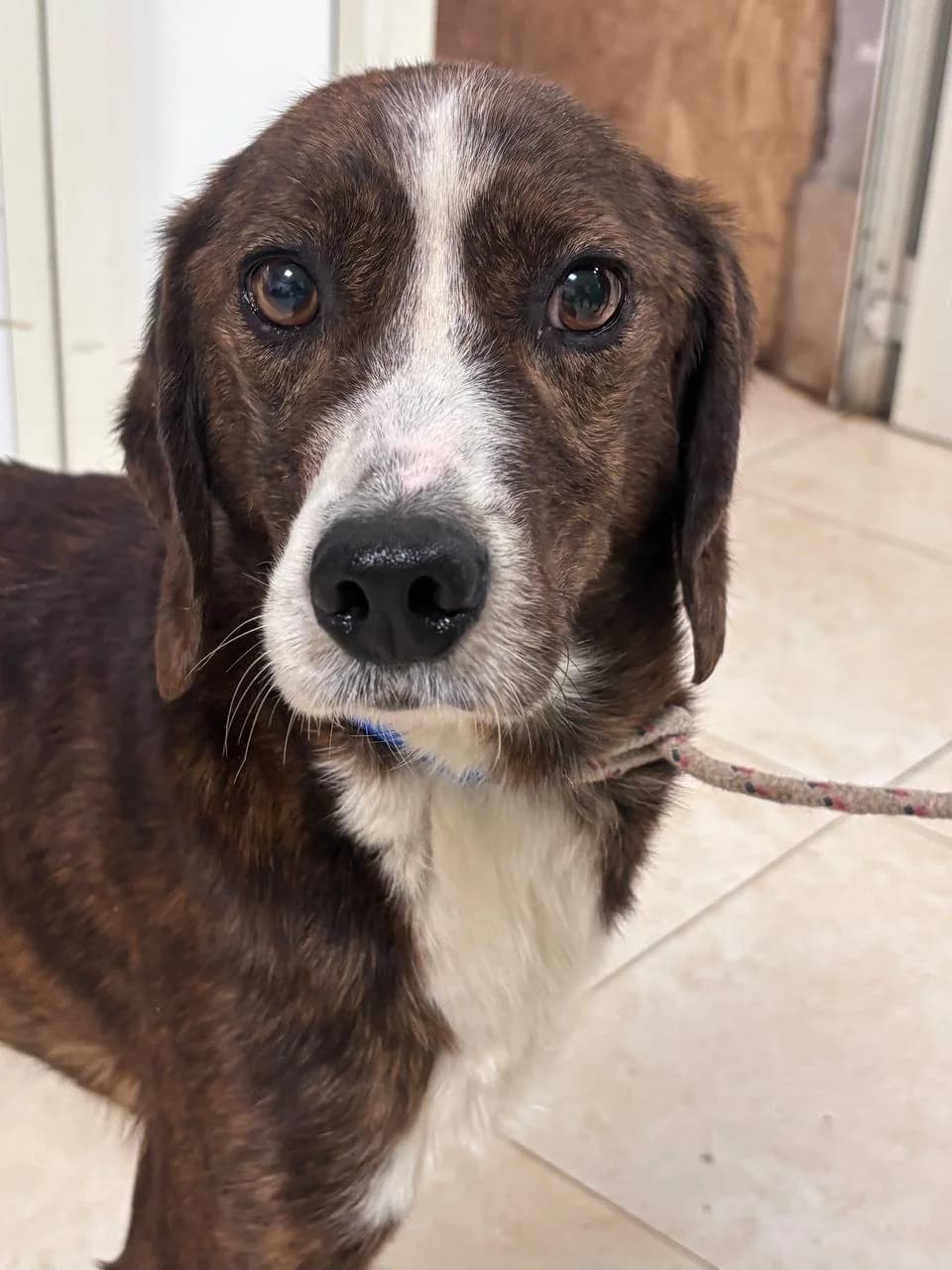 MORGATH, Mixed Breed (La Fattoria di Tobia)