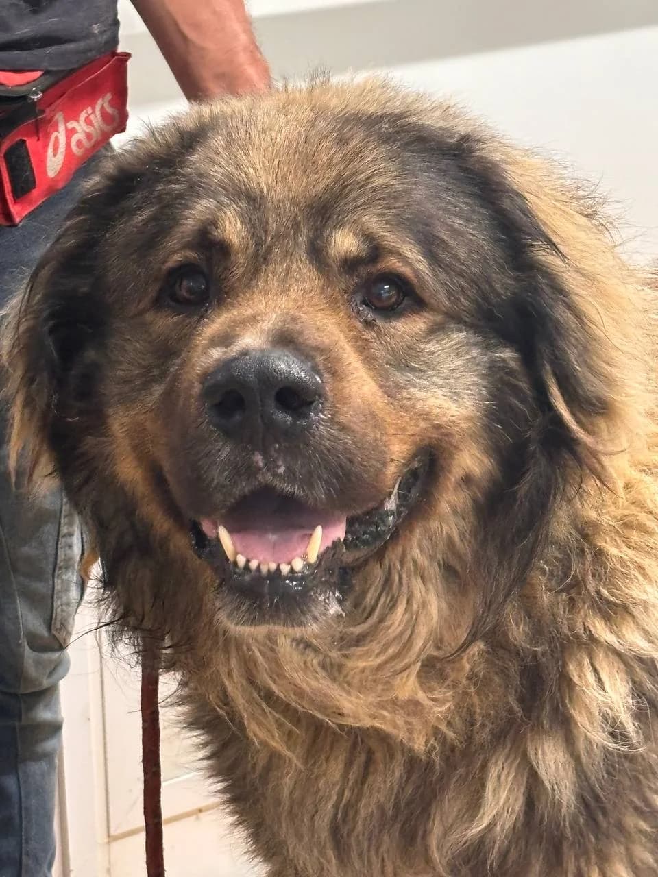 MURRAY,  3yo Mixed Breed for adoption at La Fattoria di Tobia, San Cesareo (RM)