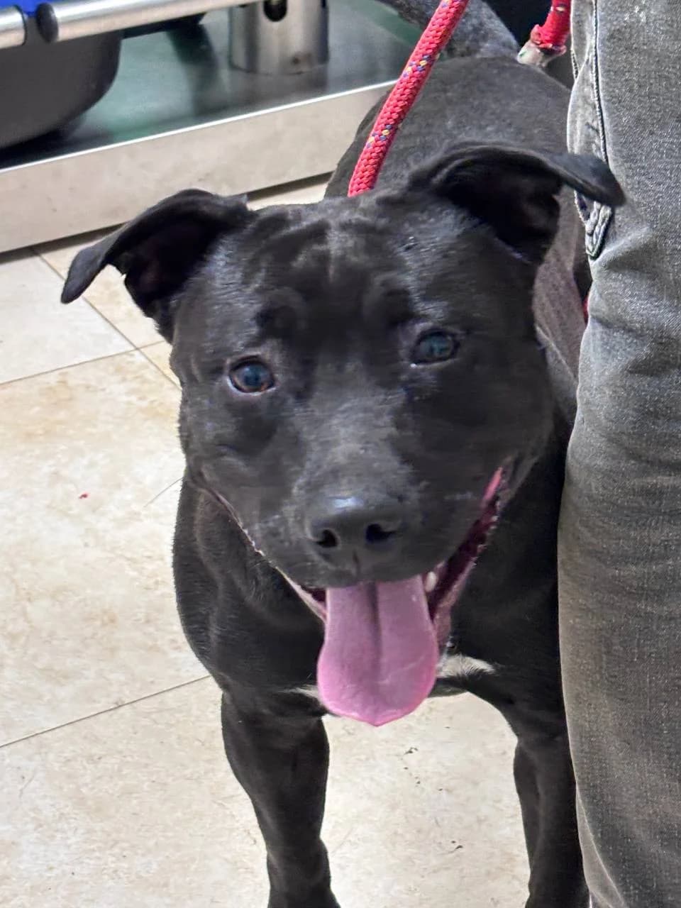 NARELLE,  young Mixed Breed for adoption at La Fattoria di Tobia, San Cesareo (RM)