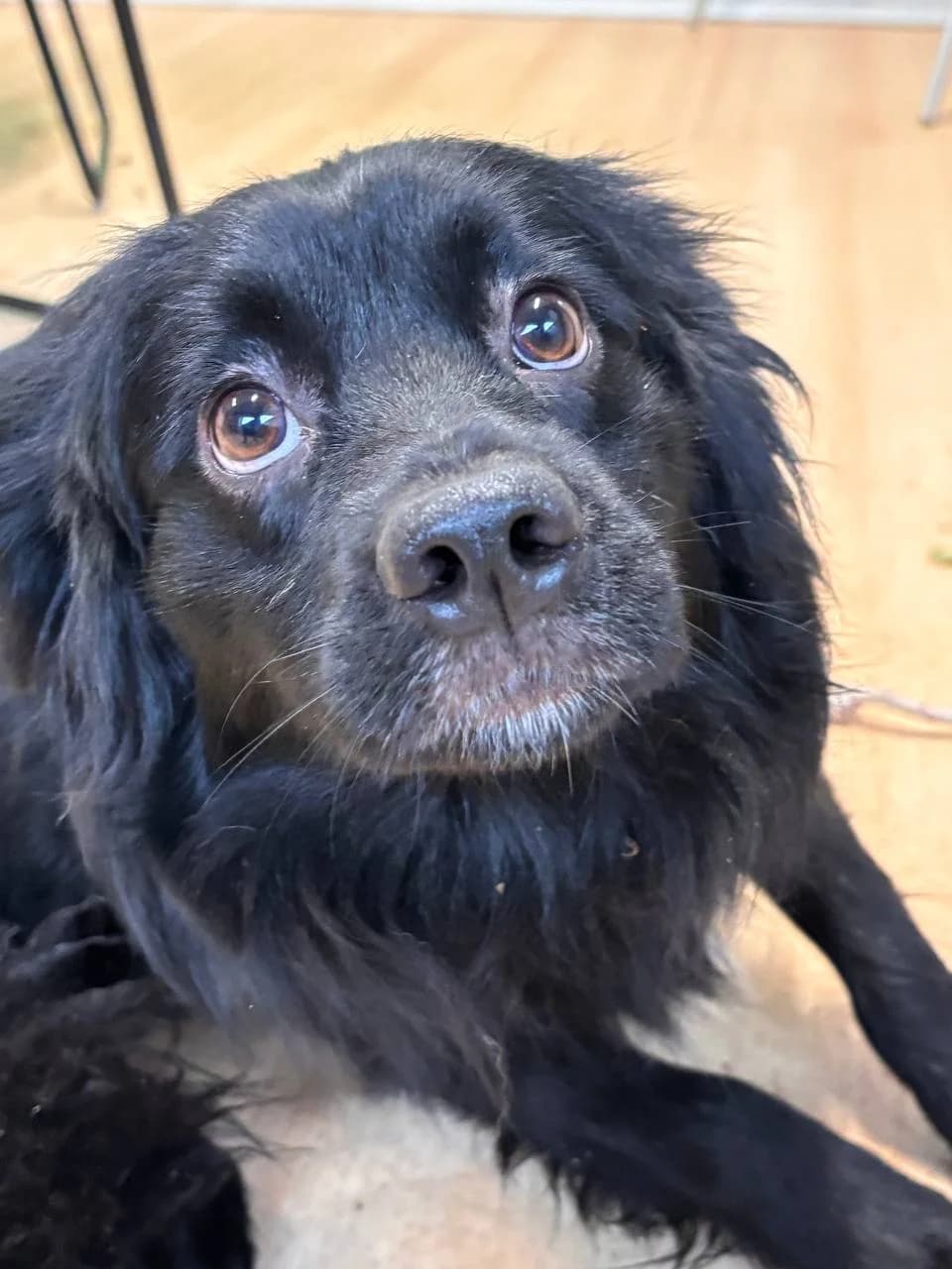 NEKO, puppy Mixed Breed for adoption at La Fattoria di Tobia, San Cesareo (RM)