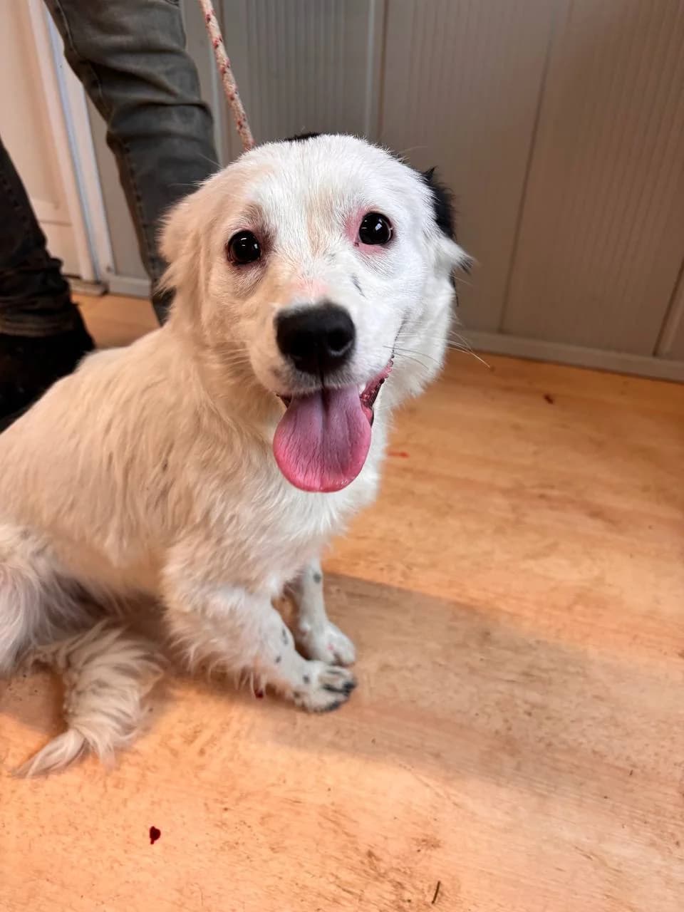 NOMELLA, puppy Mixed Breed for adoption at La Fattoria di Tobia, San Cesareo (RM)