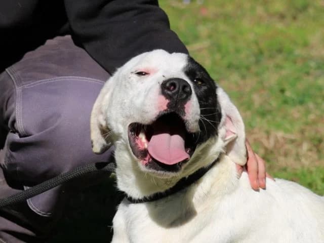 OLINDE,  senior Mixed Breed for adoption at La Fattoria di Tobia, San Cesareo (RM)