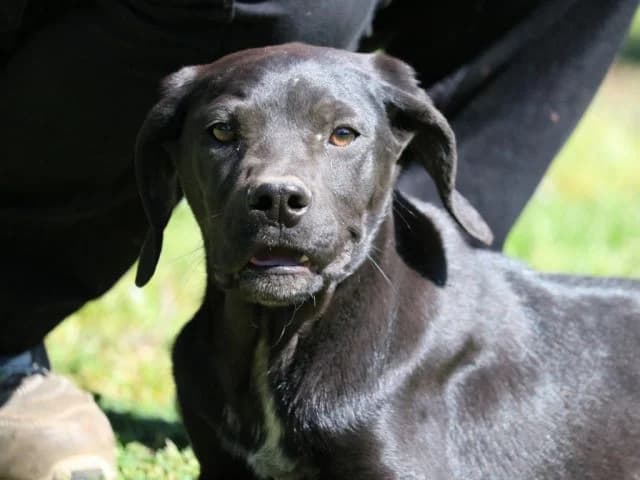 OTTAVIO,  7yo Mixed Breed for adoption at La Fattoria di Tobia, San Cesareo (RM)