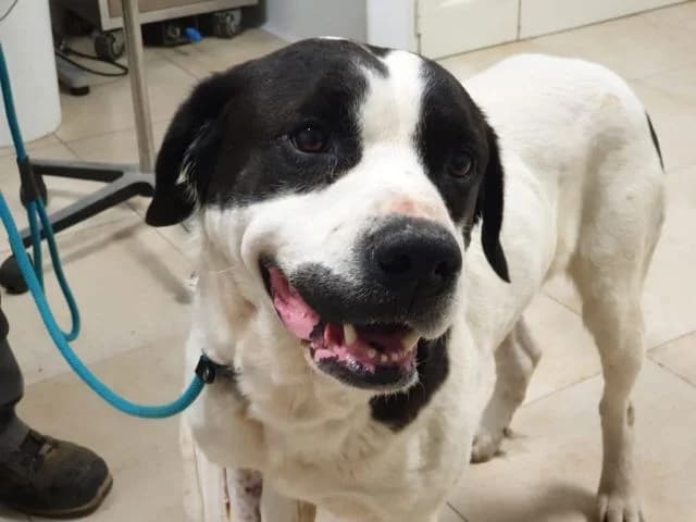 POLDINO,  senior Mixed Breed for adoption at La Fattoria di Tobia, San Cesareo (RM)