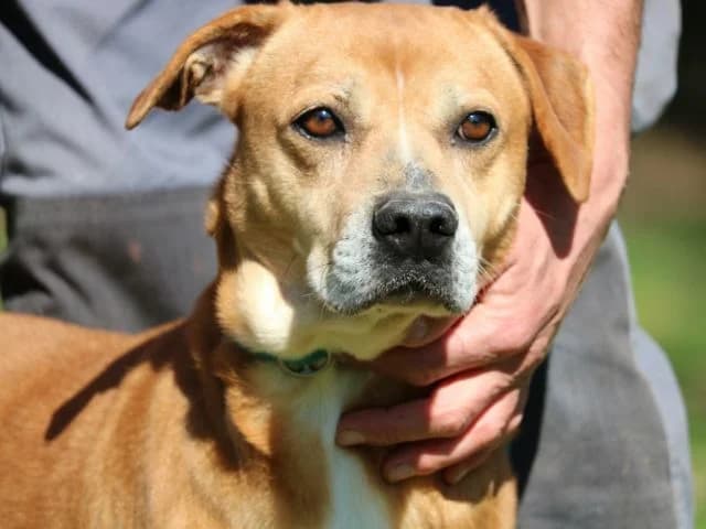 RINALDO,  senior Mixed Breed for adoption at La Fattoria di Tobia, San Cesareo (RM)