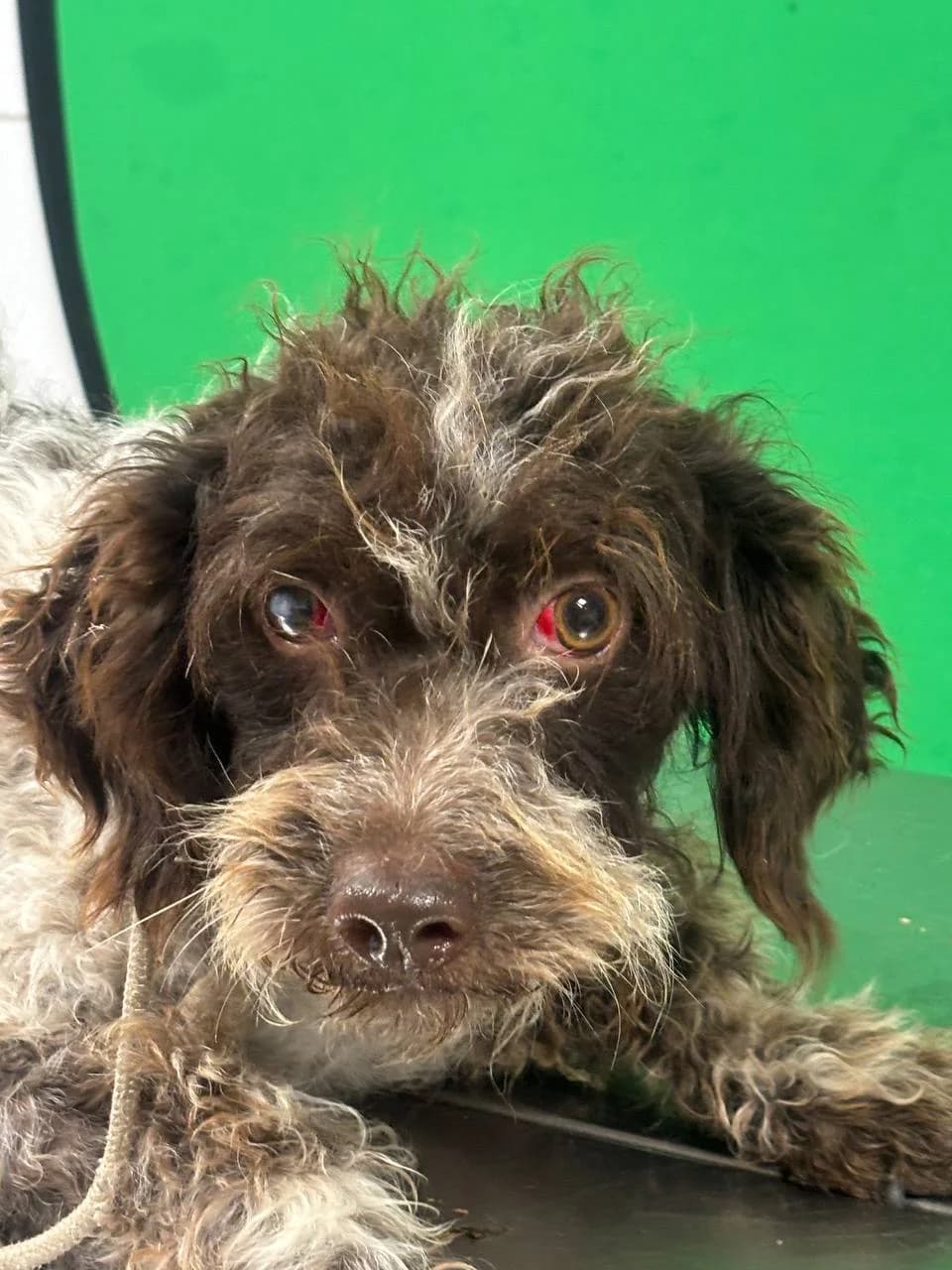 ROOHAN,  5yo Mixed Breed for adoption at La Fattoria di Tobia, San Cesareo (RM)