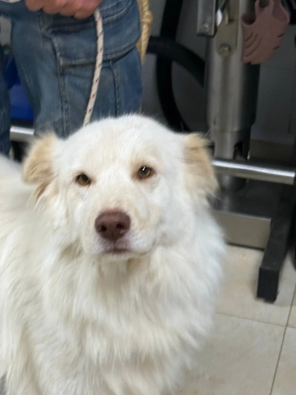 ROXANA,  young Mixed Breed for adoption at La Fattoria di Tobia, San Cesareo (RM)