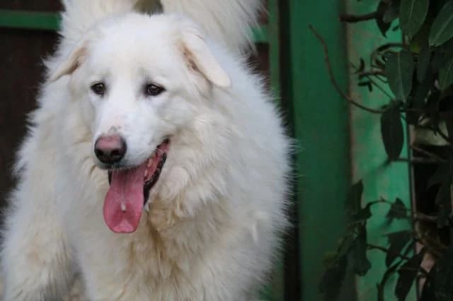 RUSSEL,  senior Mixed Breed for adoption at La Fattoria di Tobia, San Cesareo (RM)