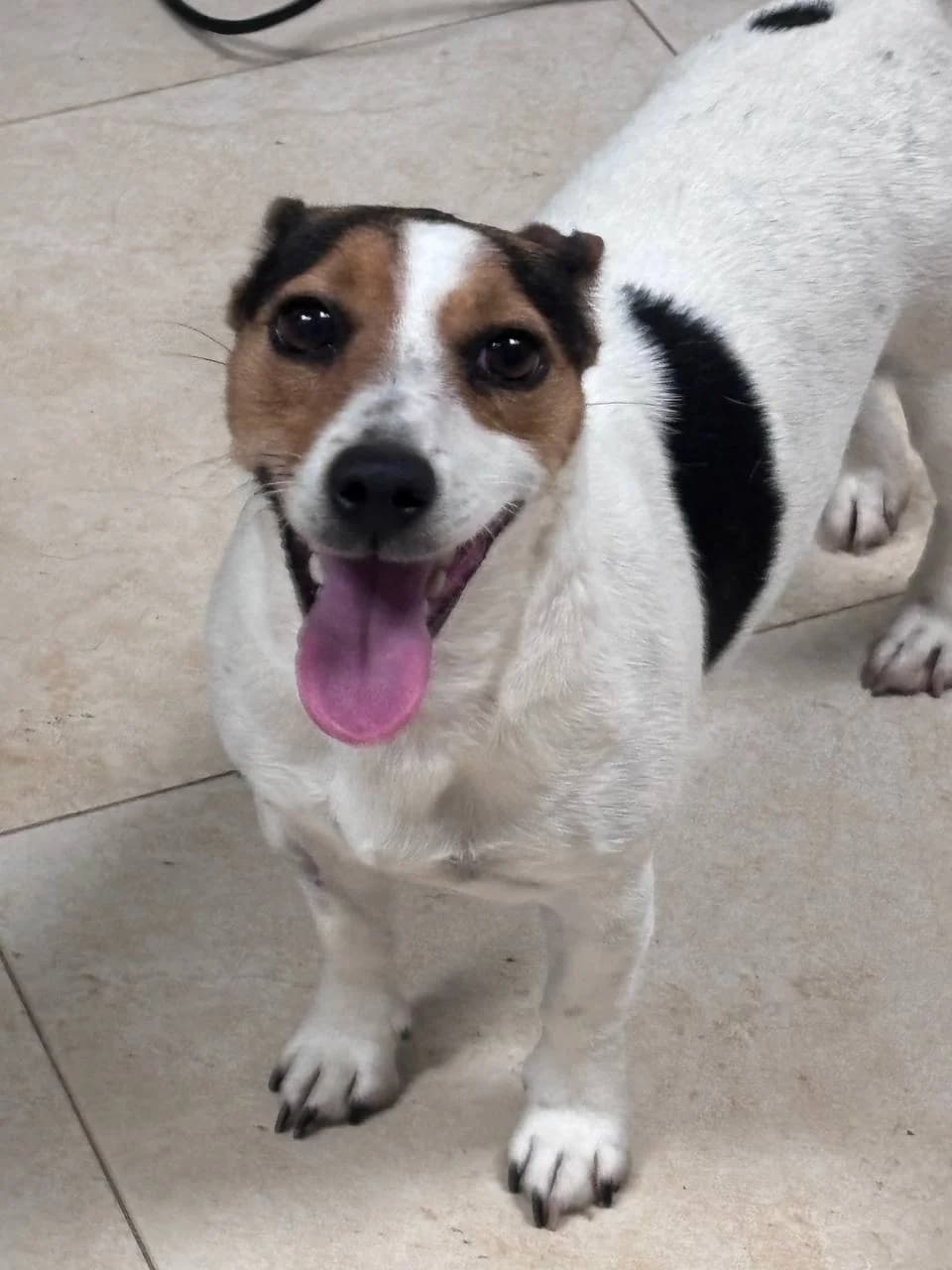 SAELYA, Mixed Breed (La Fattoria di Tobia)
