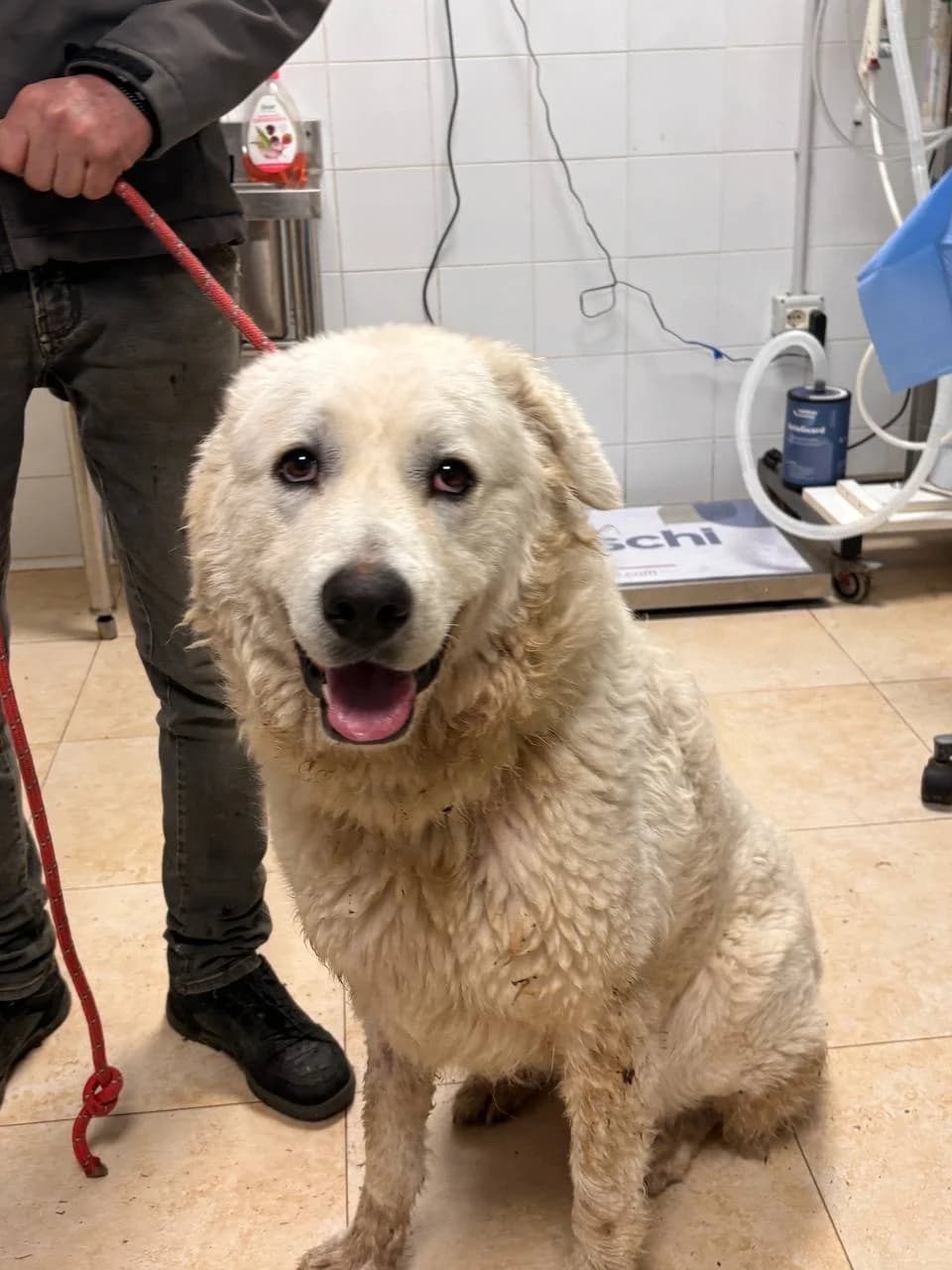 SAGITTA, young Mixed Breed for adoption at La Fattoria di Tobia, San Cesareo (RM)