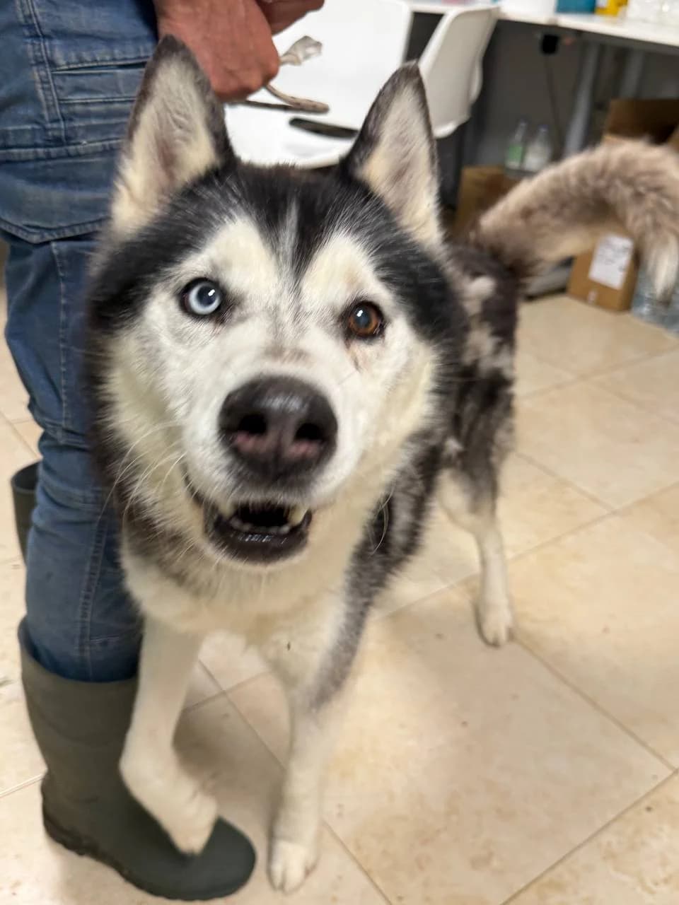 SYRAN,  senior Mixed Breed for adoption at La Fattoria di Tobia, San Cesareo (RM)
